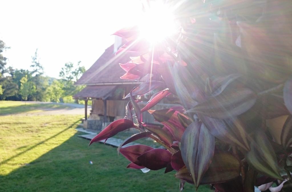 דוגה רסה Rustic Home Mia חדר תמונה